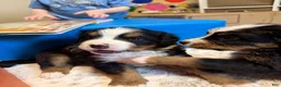 Bernese Mountain Dog dogs for sale: Nemo - Ad 2
