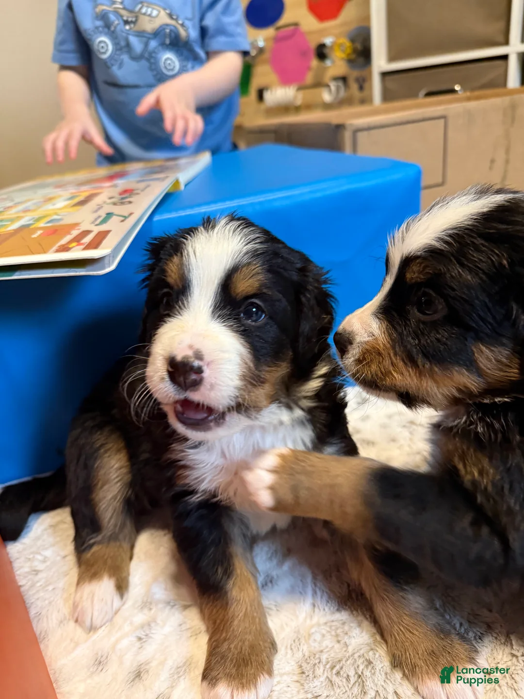 Bernese Mountain Dog dogs for sale: Nemo - Ad 2