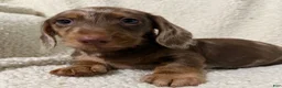 Miniature Dachshund dogs for sale: MERLEY GIRL - Ad 4