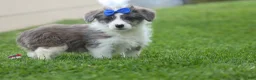Corgipoo dogs for sale: NOAH - Ad 5