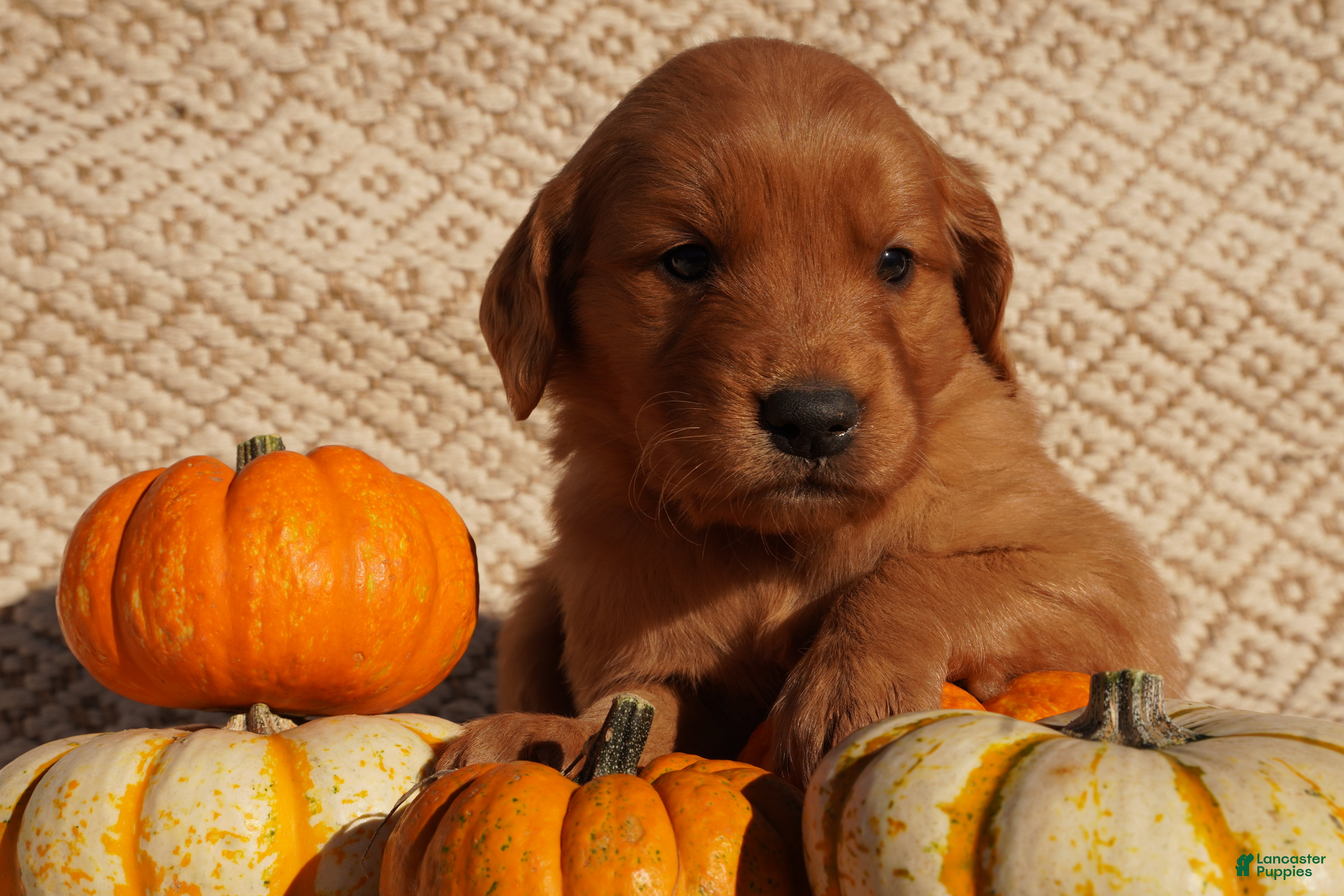 Golden Retriever dogs for sale: Oli - AKC, Genetically Clear - Ad 2
