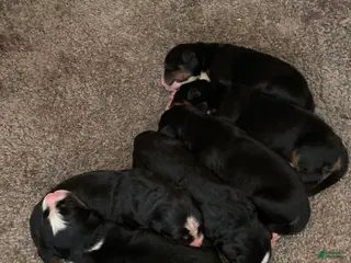 Bernese Mountain Dog dogs for sale: Bernese Mountain Dog Puppy 3 - Ad 4