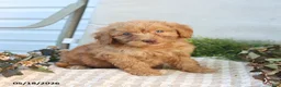 Mini Goldendoodle dogs for sale: Melody - Ad 3