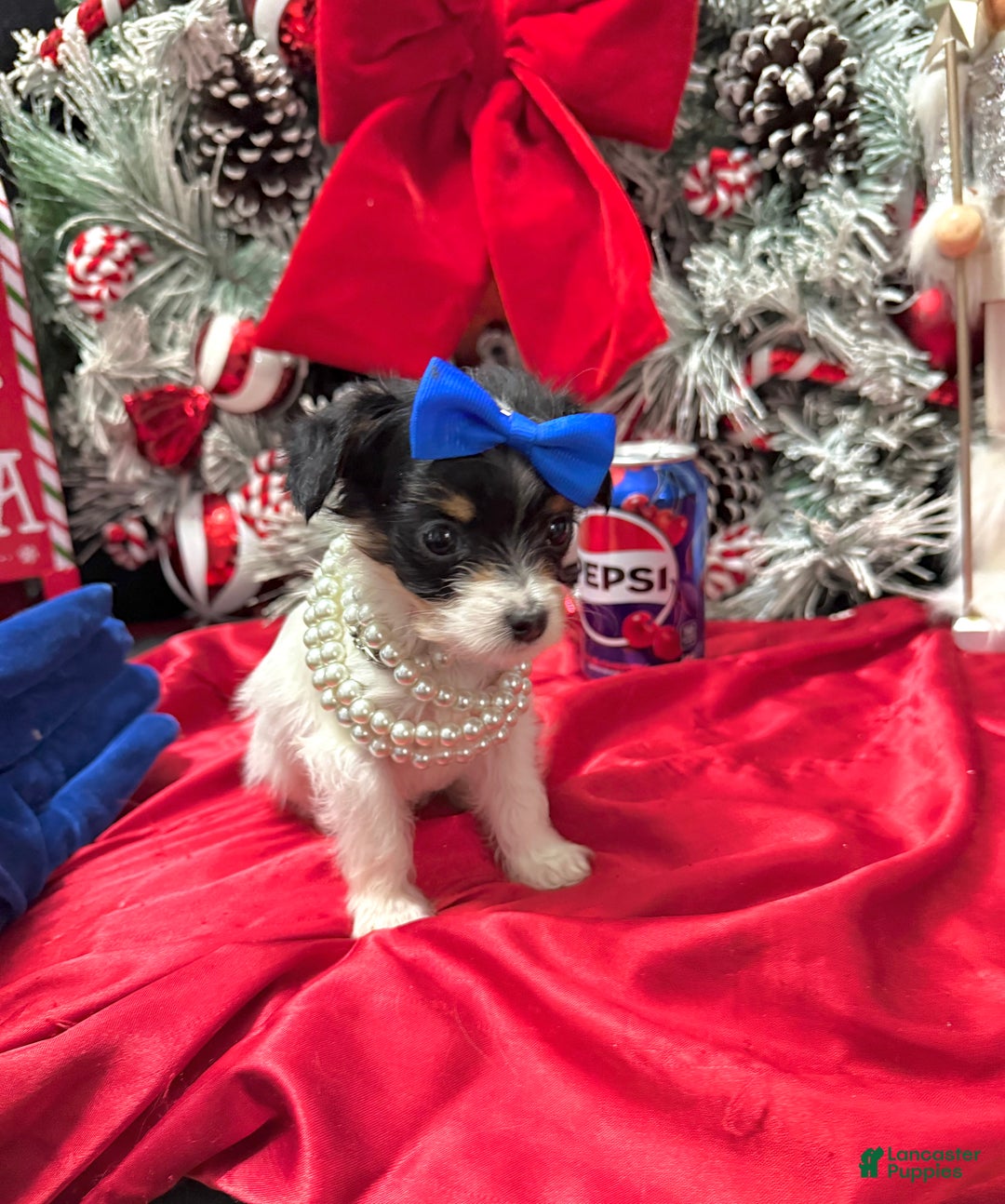 Yorkshire Terrier dogs for sale: Alfredo - Ad 17