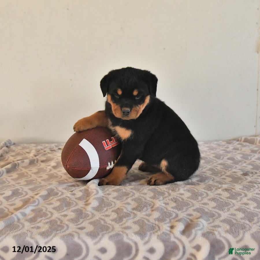 Rottweiler dogs Nadia - Ad 30
