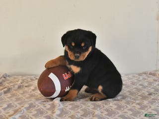 Rottweiler dogs Nadia - Ad 24