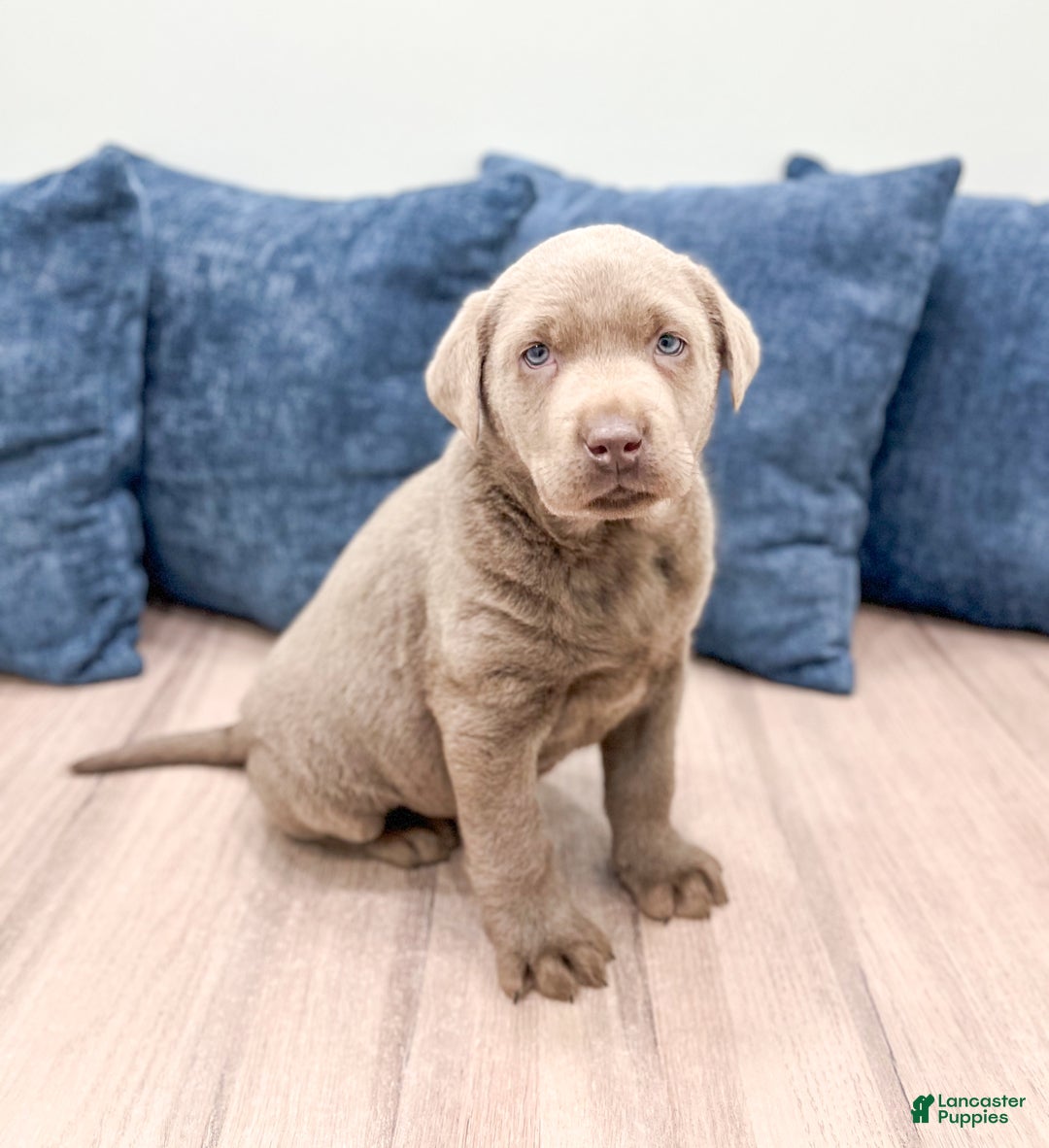 Labrador Retriever dogs for sale: Shadow - Ad 3