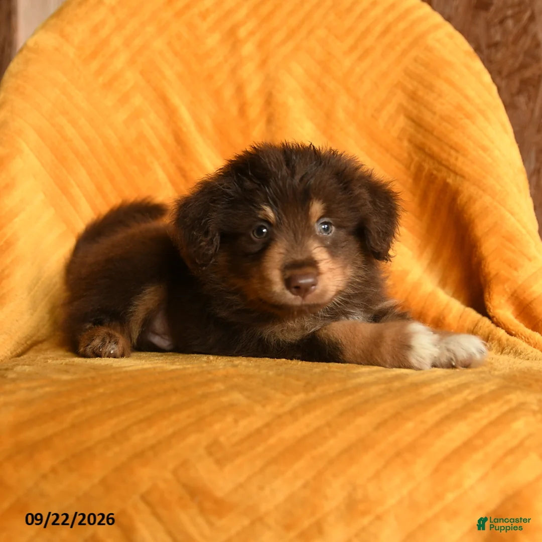 Mixed Breed dogs for sale: Milo - Ad 2