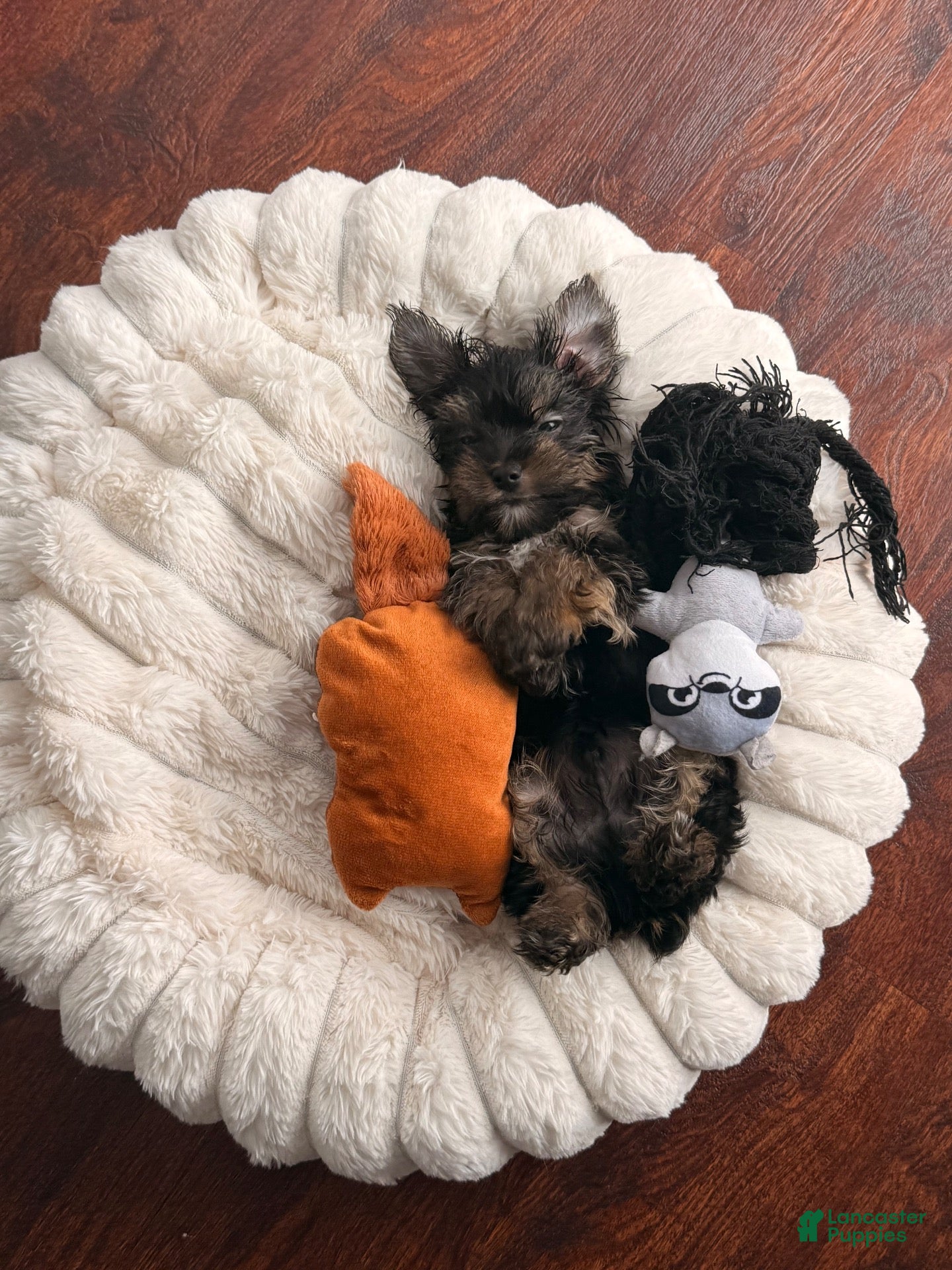 Yorkshire Terrier dogs Yorkshire Terrier 1 - Ad 27
