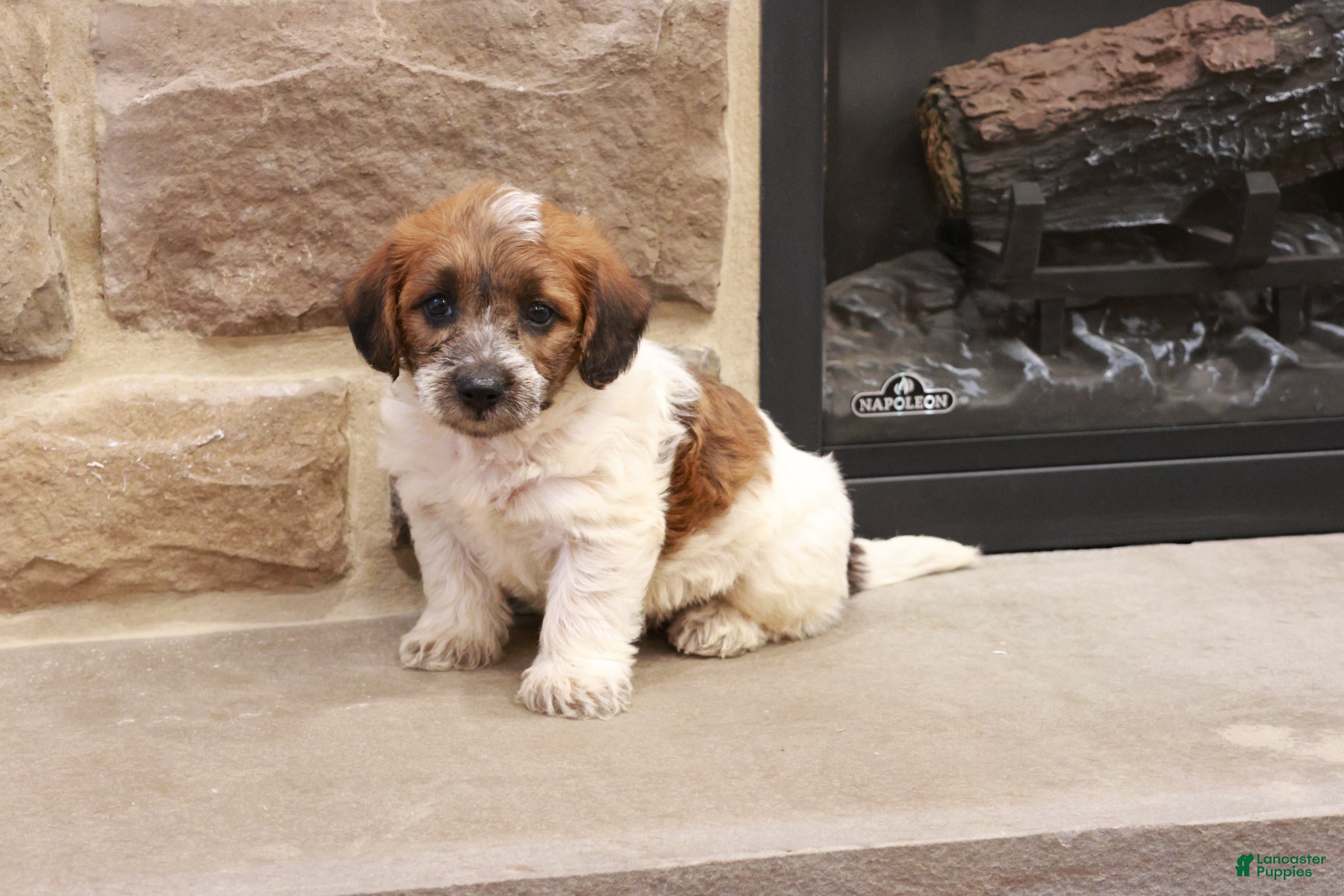 Jackapoo dogs for sale: Jonathan - Ad 4