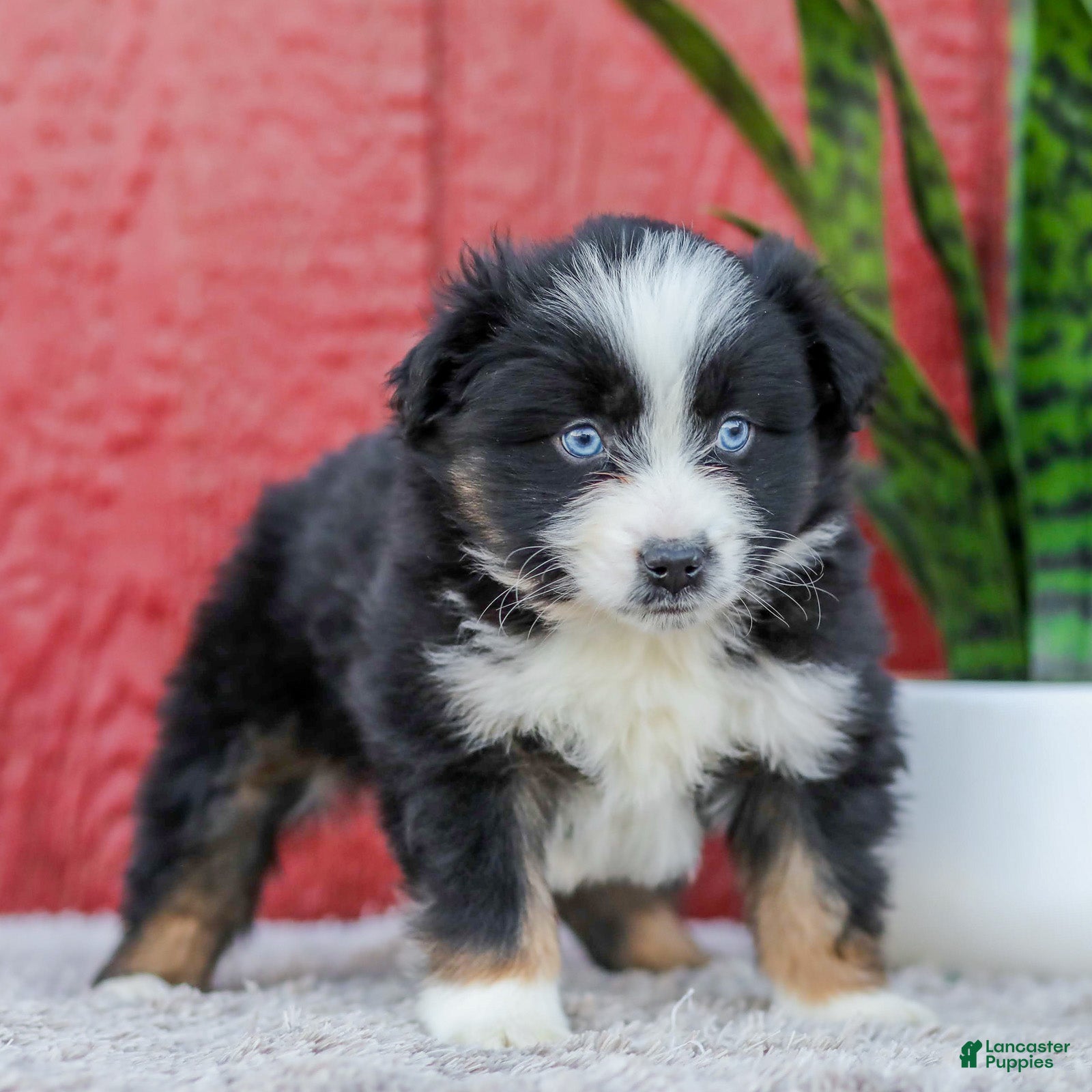 Miniature Australian Shepherd dogs Mia - Ad 2