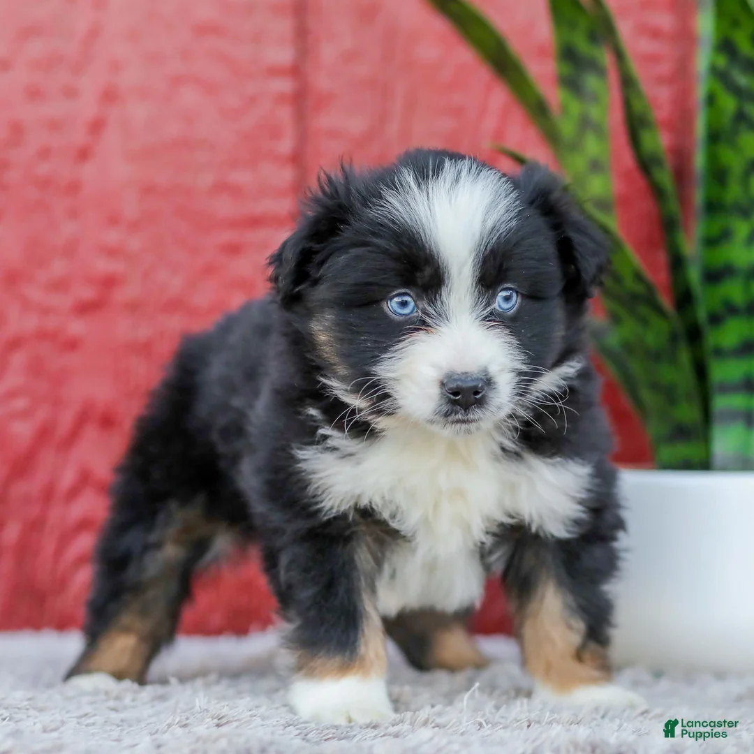 Miniature Australian Shepherd dogs for sale: Mia - Ad 2