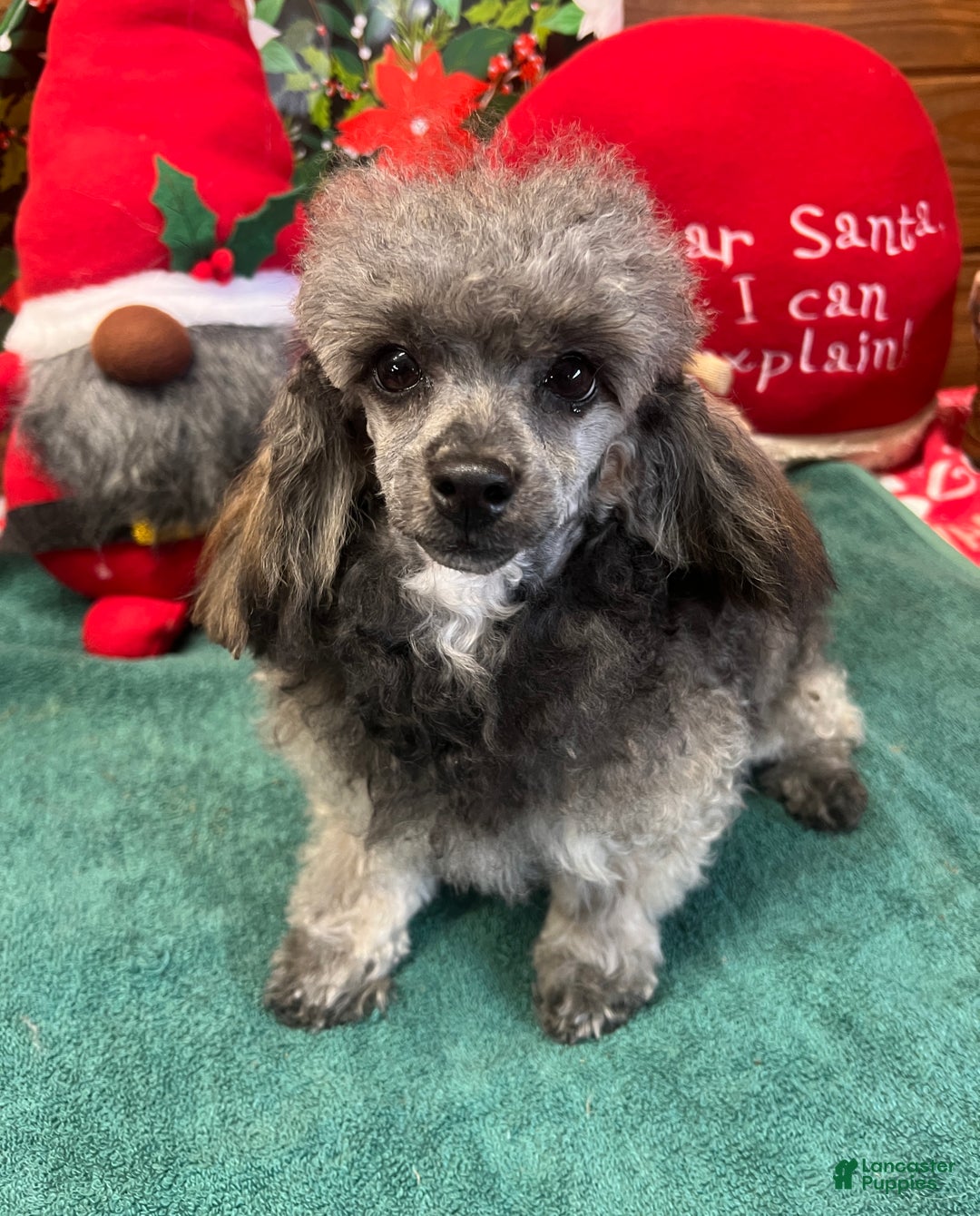 Toy Poodle dogs for sale: Betsie - Ad 3