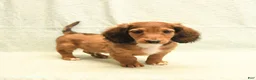 Dachshund dogs for sale: Fred - Ad 1