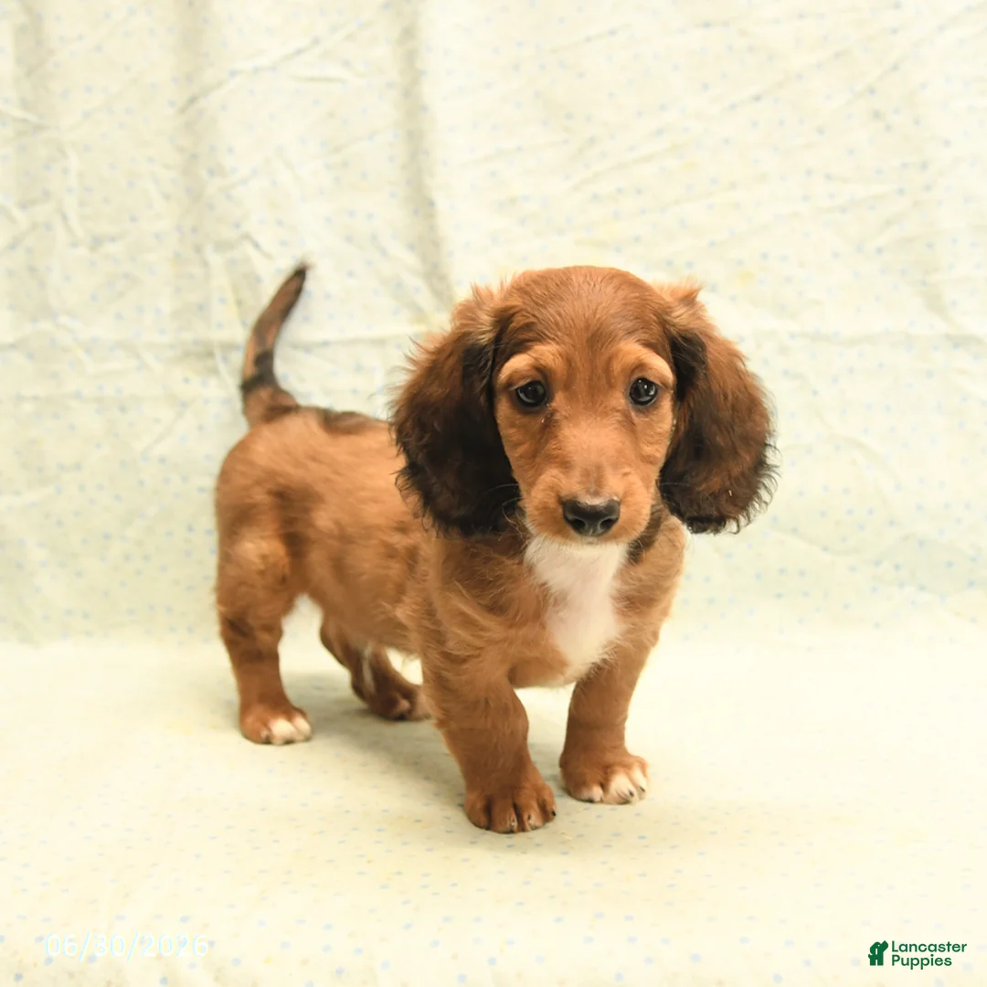 Dachshund dogs for sale: Fred - Ad 1