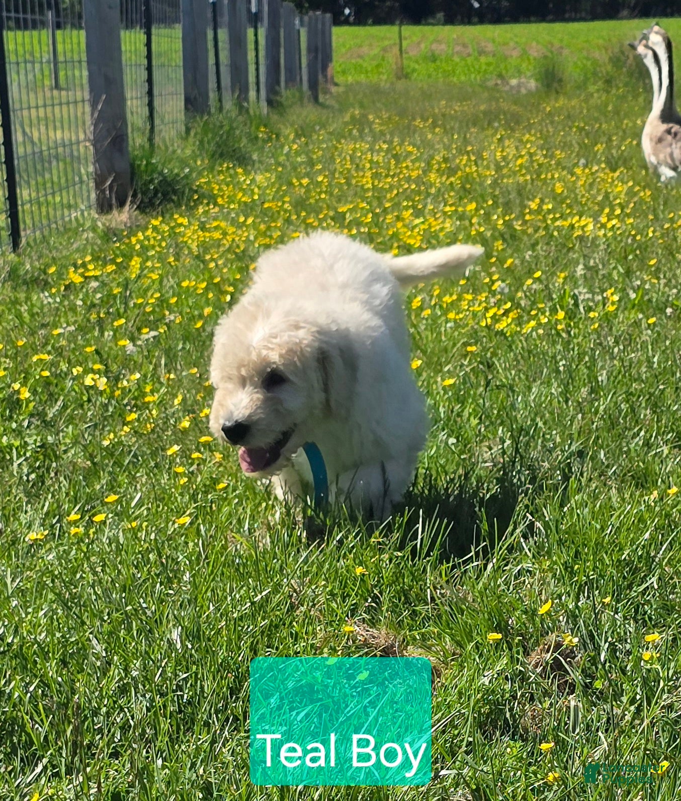 Komondor dogs Komondor teal - Ad 4