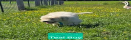Komondor dogs for sale: Komondor teal - Ad 1