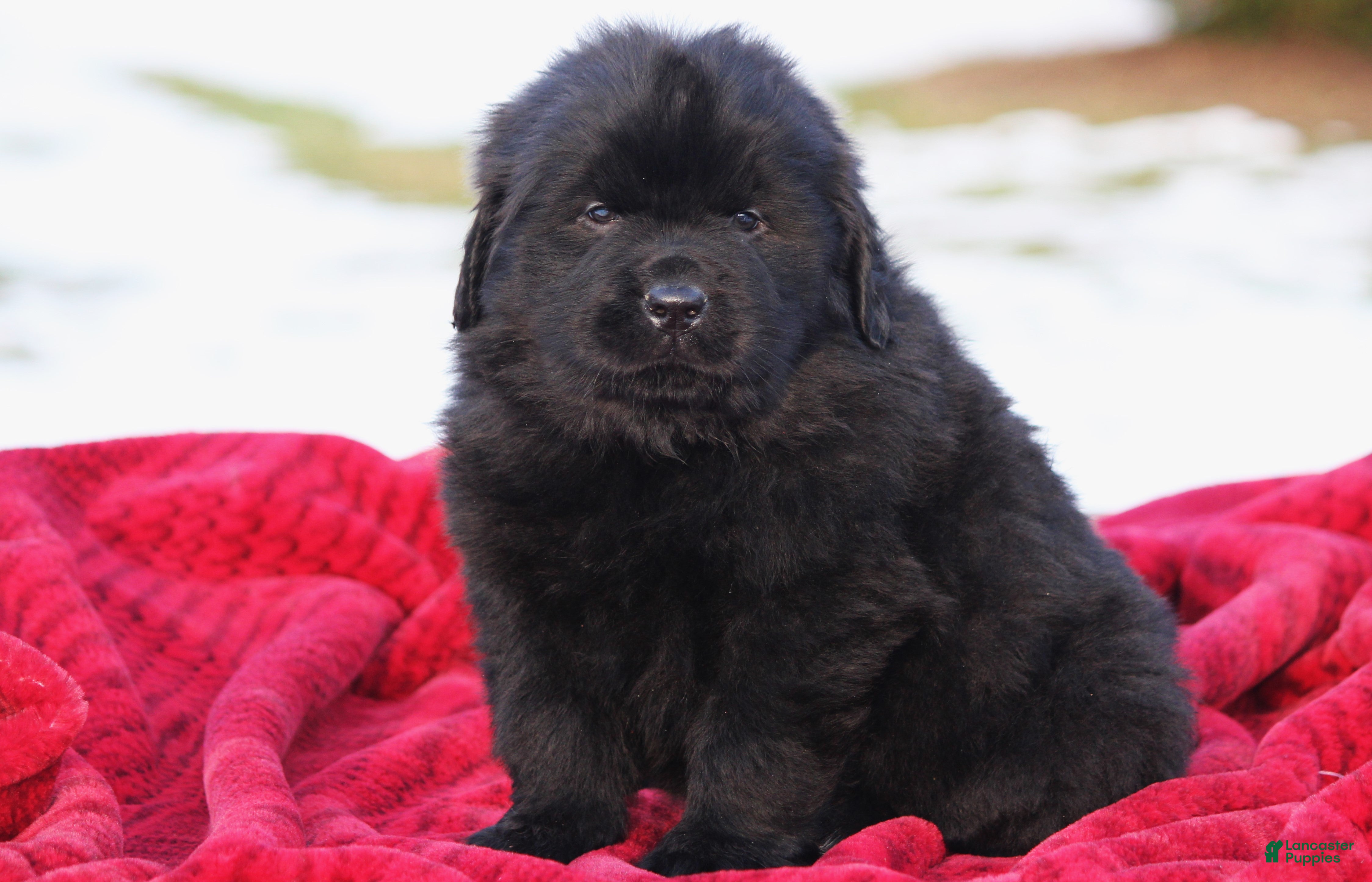 Newfoundland dogs Tuck - Ad 25