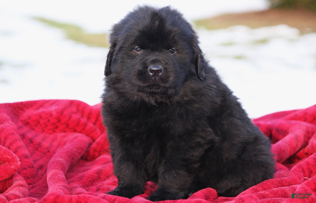 Newfoundland dogs for sale: Tuck - Ad 2