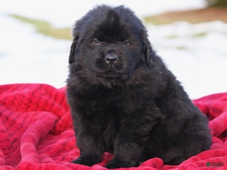 Newfoundland dogs Tuck - Ad 25