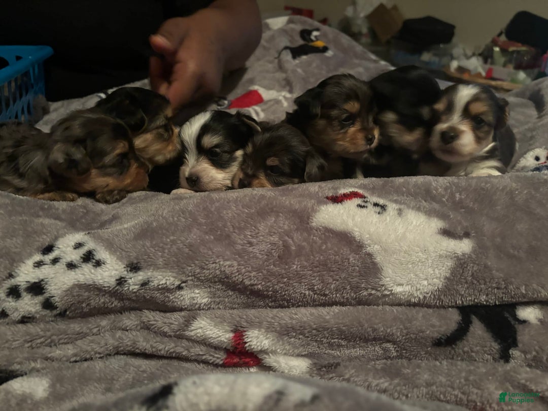 Gallery Image {{count}}