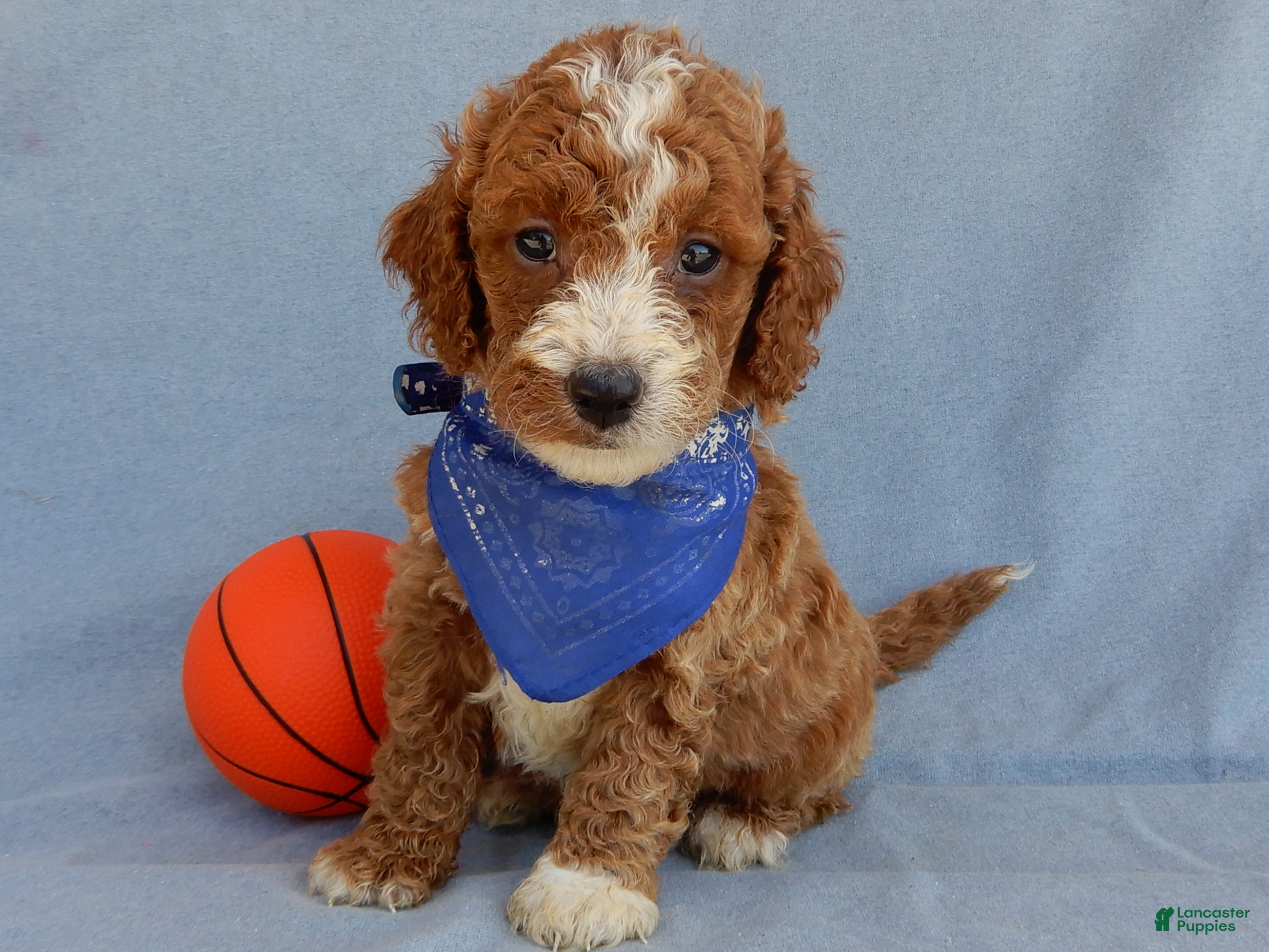 Mini Goldendoodle dogs Milo - Ad 2