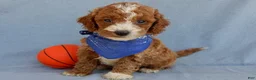 Mini Goldendoodle dogs for sale: Milo - Ad 2
