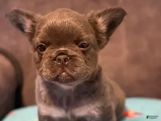 French Bulldog dogs for sale: French Bulldog Puppy 2 - Ad 2