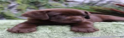 Labrador Retriever dogs for sale: Rattler - Ad 3