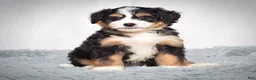 Mini Bernedoodle dogs for sale: Beatrice - Ad 6