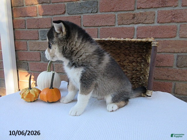 Pomsky dogs Ollie - Ad 2