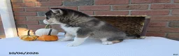 Pomsky dogs for sale: Ollie - Ad 2