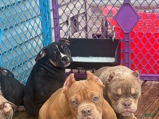 American Bully dogs - Ad 13