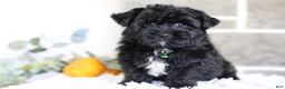 Yorkiepoo dogs for sale: Pixie - Ad 9