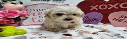 Maltipoo dogs for sale: Maltipoo Roley - Ad 4