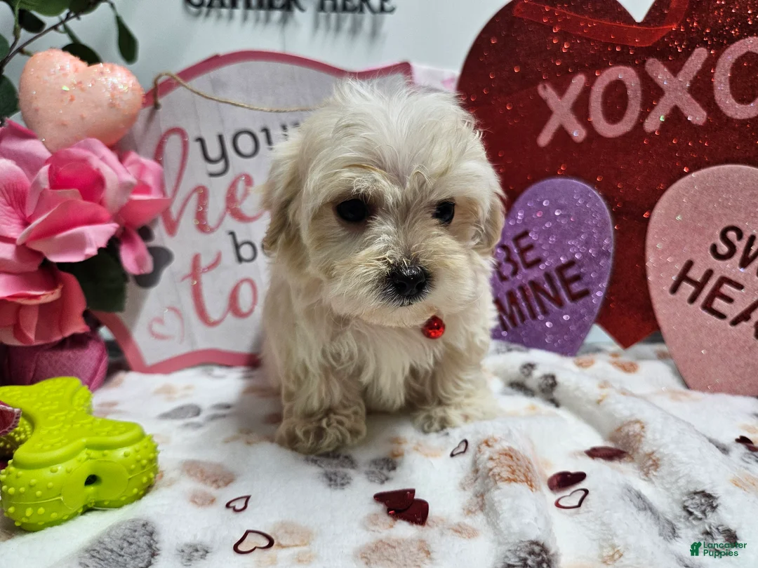 Maltipoo dogs for sale: Maltipoo Roley - Ad 4