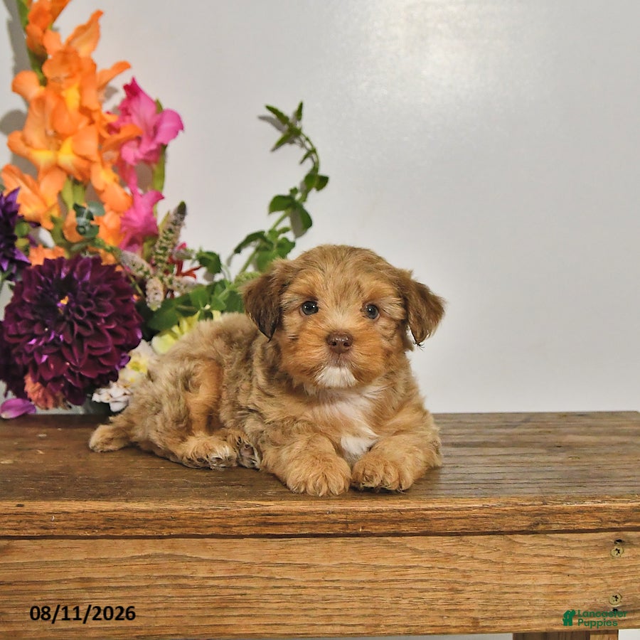 Yorkshire Terrier dogs Tyler - Ad 1