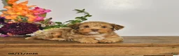 Yorkshire Terrier dogs for sale: Tyler - Ad 1