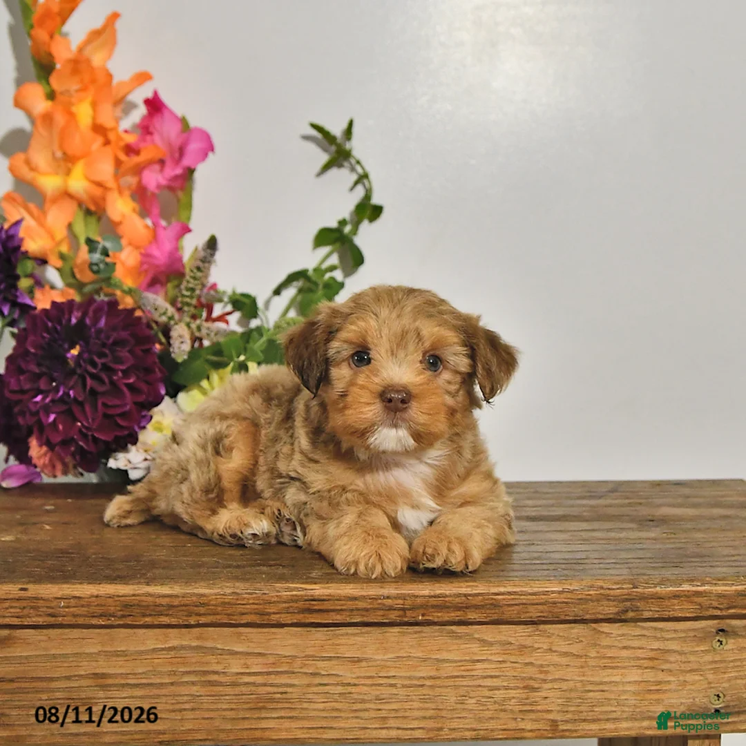 Yorkshire Terrier dogs for sale: Tyler - Ad 1