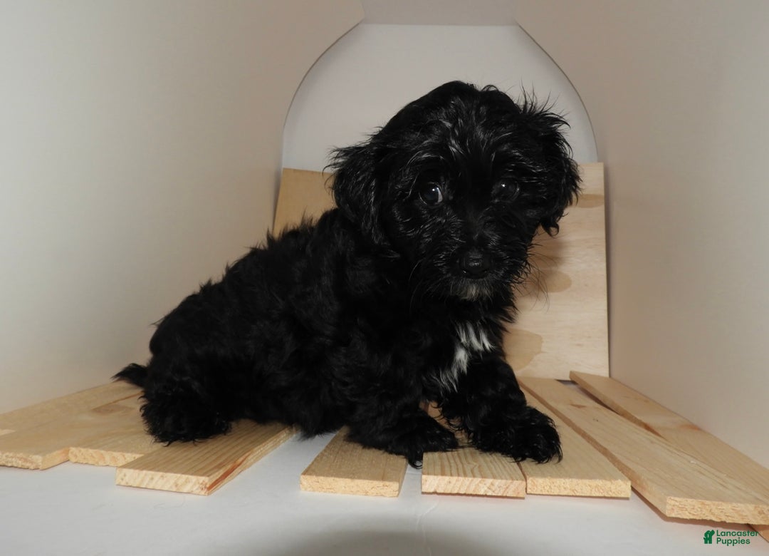 Yorkshire Terrier dogs for sale: King - Ad 8