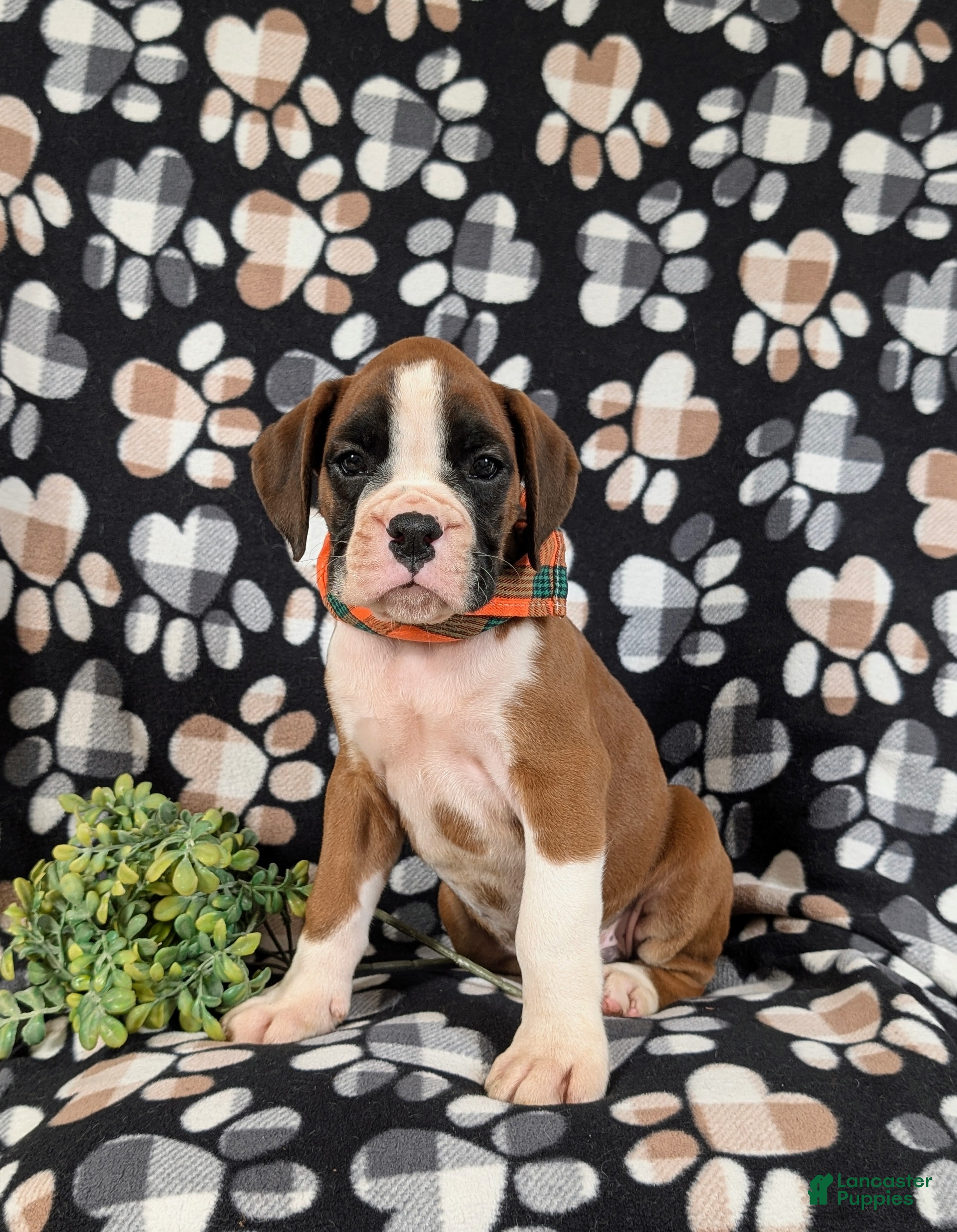 Boxer dogs Paddington - Ad 1