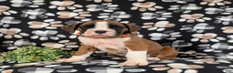 Boxer dogs for sale: Paddington - Ad 1