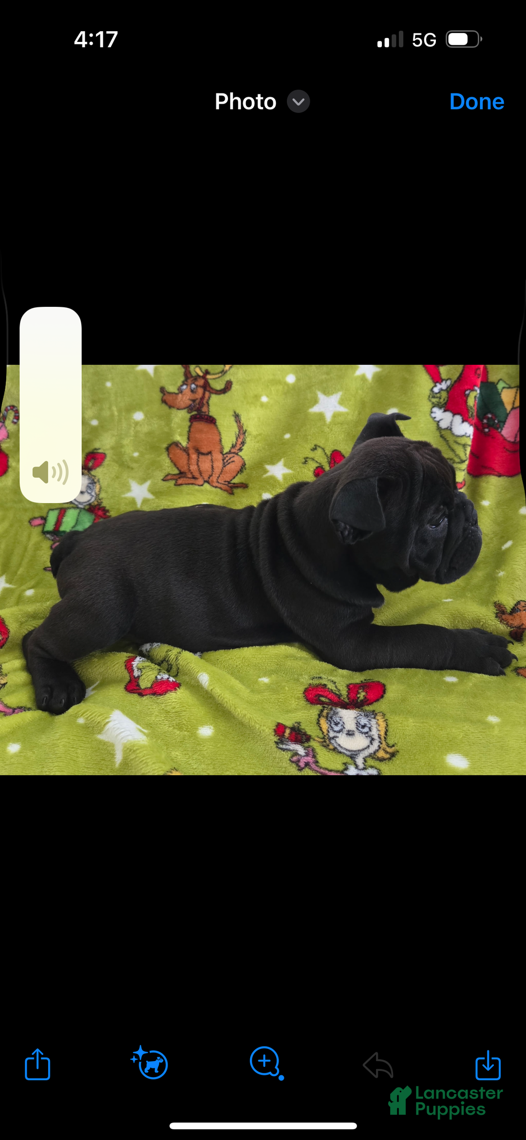 English Bulldog dogs for sale: Lucy - Ad 21