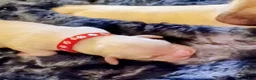 Golden Retriever dogs for sale: Red Girl - Ad 1