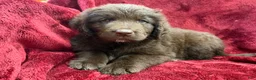 Newfoundland dogs for sale: Newfoundland 4 - Ad 1