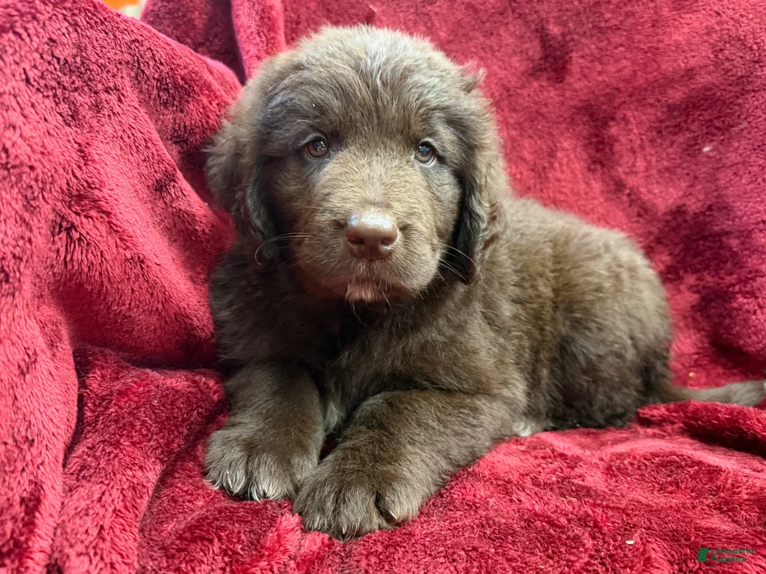 Newfoundland dogs for sale: Newfoundland 4 - Ad 1