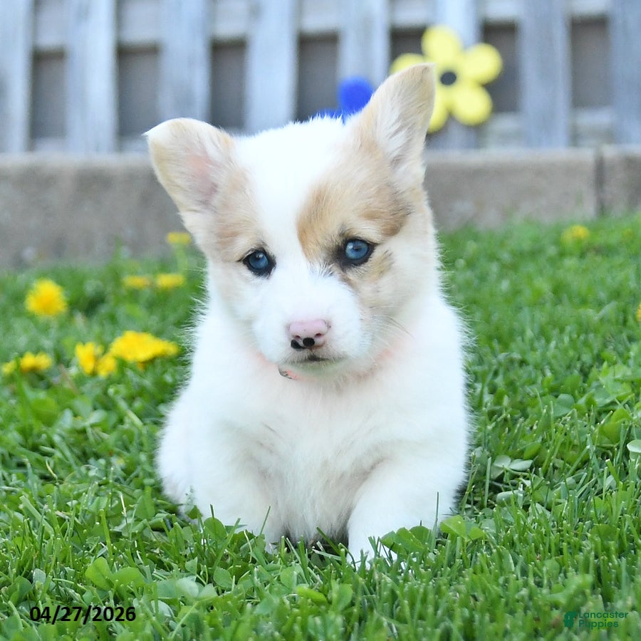 Welsh Corgi Pembroke dogs Buster - Ad 2
