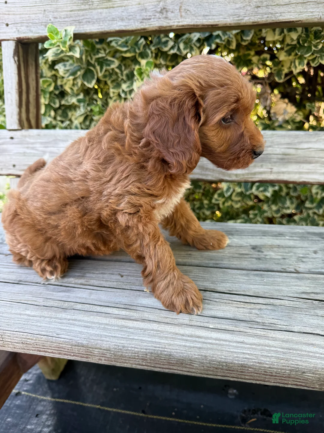 Mini Goldendoodle dogs for sale: Maisy - Ad 2