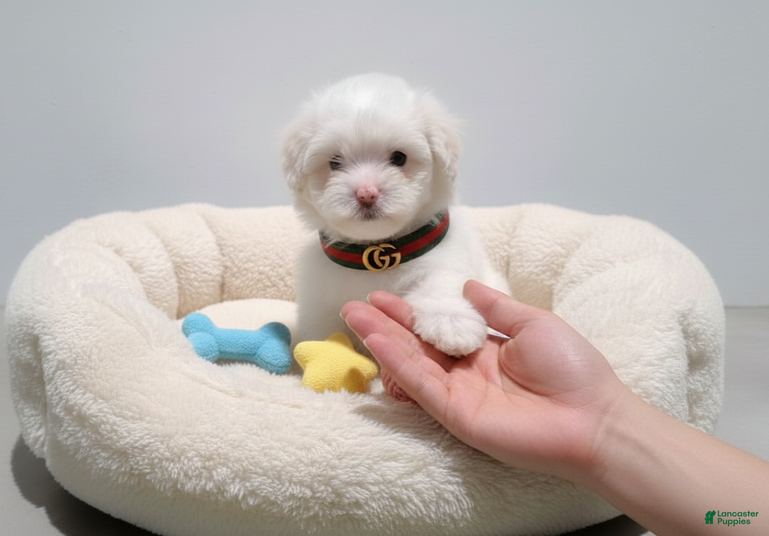 Maltipoo dogs TEDDY - Ad 16