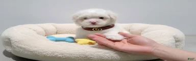 TEDDY